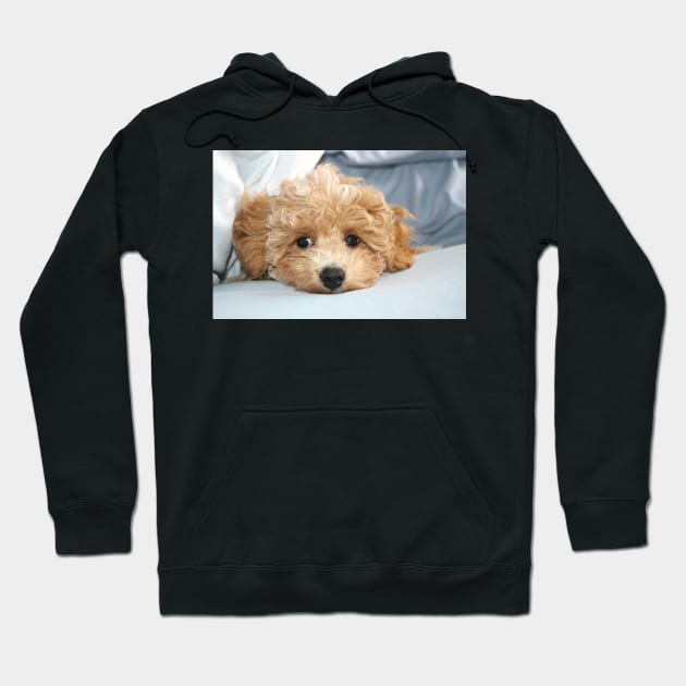 Sleepy Maltipoo Puppy Hoodie by Furtographic